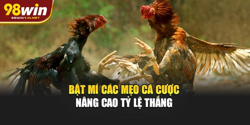 Bật mí các mẹo cá cược nâng cao tỷ lệ thắng 