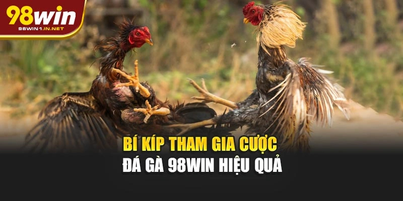 Bí kíp tham gia cược đá gà 98WIN hiệu quả
