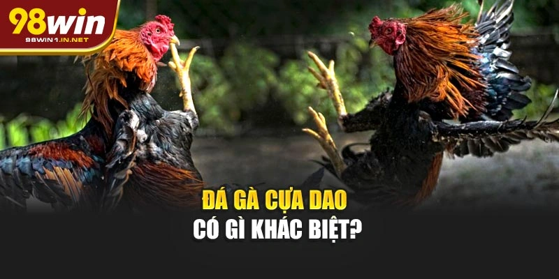 Đá gà cựa dao có gì khác biệt?