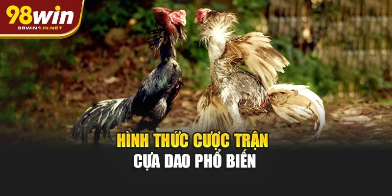 Hình thức cược trận cựa dao phổ biến