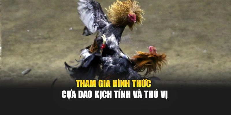 Tham gia hình thức cựa dao kịch tính và thú vị