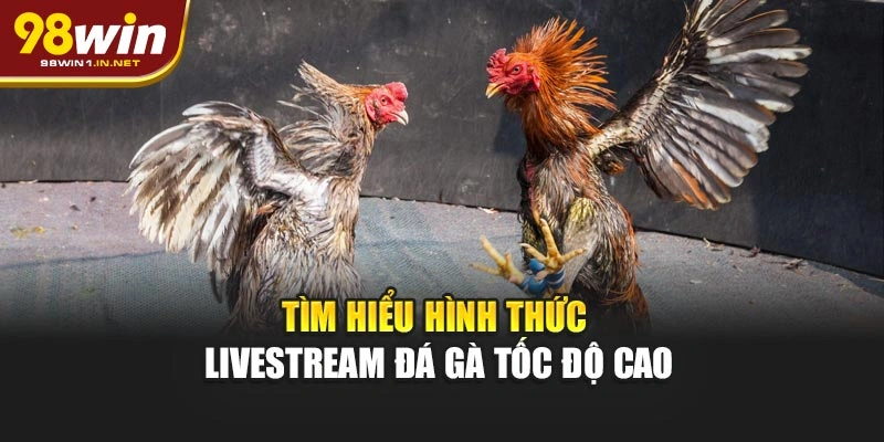 Tìm hiểu hình thức livestream đá gà tốc độ cao