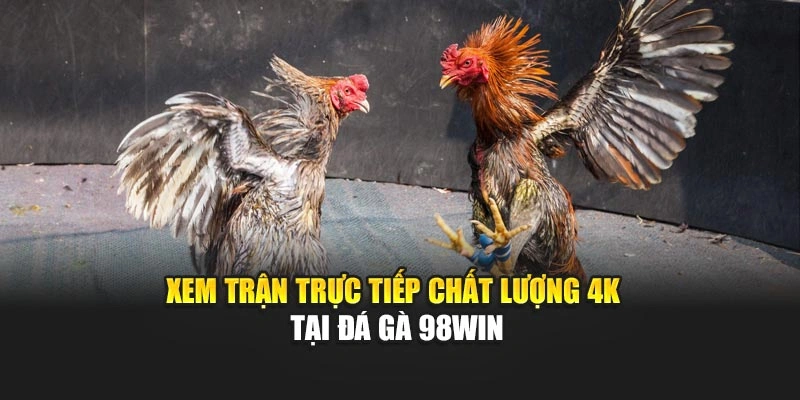 Xem trận trực tiếp chất lượng 4K tại đá gà 98WIN